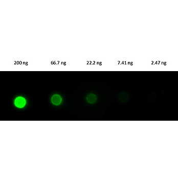 Fab Anti-RABBIT IgG (H&L) (DONKEY) Antibody Fluorescein Conjugated, 1mg, Lyophilized