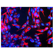 Anti-Fibrillarin (Mouse) Antibody, 100µL, Liquid