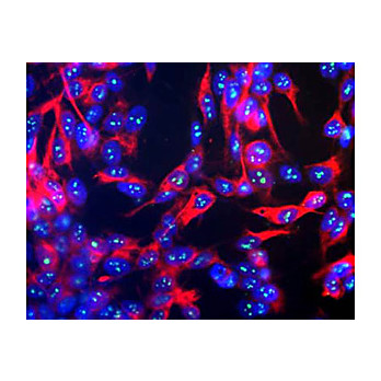 Anti-Fibrillarin (Mouse) Antibody, 100µL, Liquid