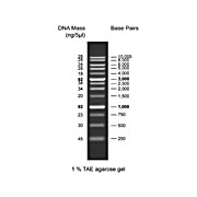 Diamond Ready-to-Use DNA Ladder 250-10Kbp, 500µL, Liquid (in 1x Loading Buffer)