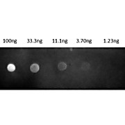 Fab Anti-RAT IgG (H&L) (GOAT) Antibody Rhodamine Conjugated, 1mg, Lyophilized