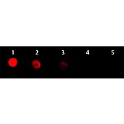 F(ab')2 Anti-RABBIT IgG [H&L] (GOAT) Antibody Rhodamine Conjugated, 500µL, Lyophilized
