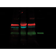 DyLight™ Multiplex 649/488/800 Trio Western Blot Kit, 1Kit
