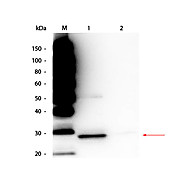 TrueBlot® Immunoprecipitation and Western Blot Kit for GFP Epitope Tag, 1Kit, Liquid (sterile filtered)