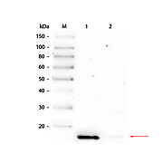 TrueBlot® Immunoprecipitation and Western Blot Kit for DYKDDDDK (FLAG®) Epitope Tag, 1Kit, Liquid (sterile filtered)