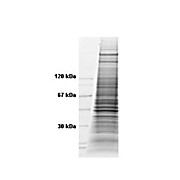 HeLa WCL TNFa 500µg