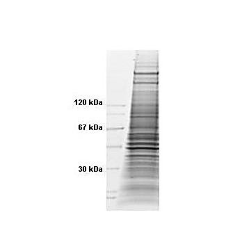 HeLa WCL TNFa 500µg