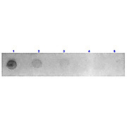 Fab Anti-MOUSE IgG (H&L) (GOAT) Antibody Rhodamine Conjugated, 1mg, Lyophilized