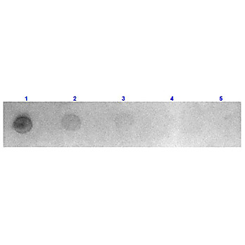 Fab Anti-MOUSE IgG (H&L) (GOAT) Antibody Rhodamine Conjugated, 1mg, Lyophilized