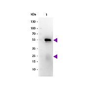 Fab Anti-RABBIT IgG (H&L) (GOAT) Antibody Peroxidase Conjugated, 1mg, Lyophilized