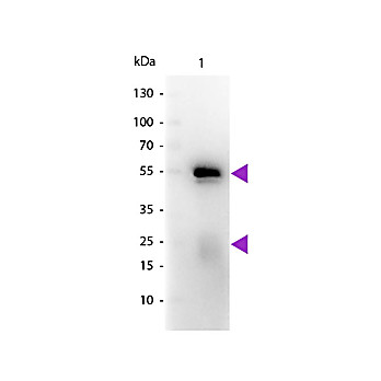 Fab Anti-RABBIT IgG (H&L) (GOAT) Antibody Peroxidase Conjugated, 1mg, Lyophilized