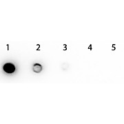 BIOTIN PEROXIDASE Conjugated, 5mg, Lyophilized