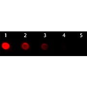 F(ab')2 Anti-HUMAN IgG F(ab')2 (GOAT) Antibody Phycoerythrin conjugated Min X Bv Hs Ms & Rt Serum Proteins, 500µg, Lyophilized