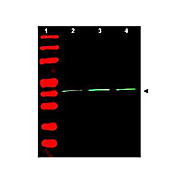 LOADING CONTROL ANTIBODY SAMPLER KIT, 1Kit,  Liquid (sterile filtered)