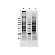 U-87 MG Whole Cell Lysate, 500µg, Liquid (sterile filtered)