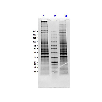 U-87 MG Whole Cell Lysate, 500µg, Liquid (sterile filtered)