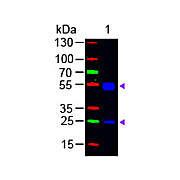 F(ab')2 Anti-RAT IgG (H&L) (GOAT) Antibody Fluorescein Conjugated Min X Bv Hs Hu Ms Rb & Sh Serum Proteins, 0.5mg, Lyophilized
