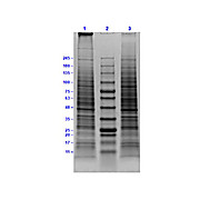Daudi Whole Cell Lysate, 500µg, Liquid (sterile filtered)