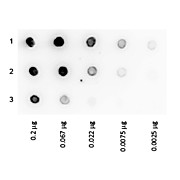 PROTEIN A PEROXIDASE Conjugated, 1mg, Lyophilized