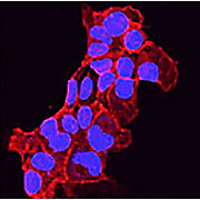 DAPI Fluoromount-G® 20mL
