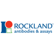 Anti-KANK1 (RABBIT) Antibody, 100µg, Liquid (sterile filtered)