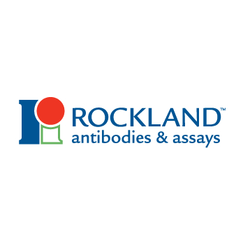 Anti-KANK2 (RABBIT) Antibody, 100µg, Liquid (sterile filtered)