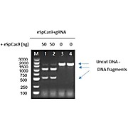 GenCRISPR™Ultra eSpCas9-N-NLS Research, tag-free
