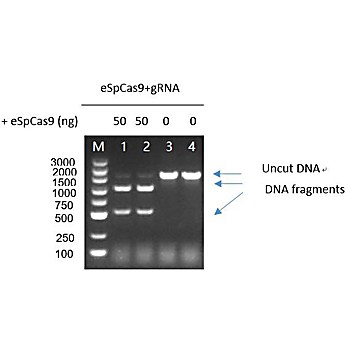 GenCRISPR™Ultra eSpCas9-N-NLS Research, tag-free