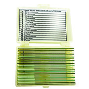 United Scientific™ Algae Survey Slide Set of 15
