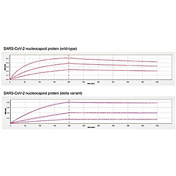 SARS-CoV-2 Nucleocapsid Antibody (N338), mAb, mouse