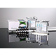 GeneFinder™ HLA-DQ2/DQ8 RealAmp kit