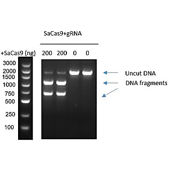 GenCRISPR™ SaCas9 2NLS Nuclease