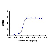 CLDN18.2, hFc, Human