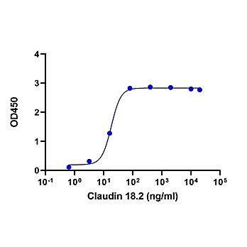 CLDN18.2, hFc, Human