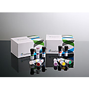 GeneFinder™ DENV/CHKV RealAmp Kit