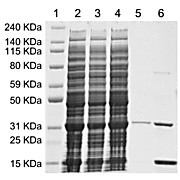 MonoRab™ Anti-Camelid VHH Affinity Resin