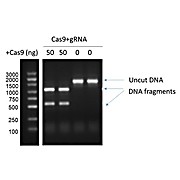 GenCRISPR™ Ultra NLS-Cas9-basic GMP