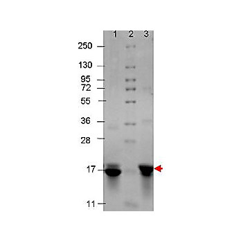 IL-3 Recombinant Human Protein