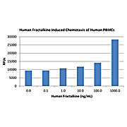 Human Fractalkine (CX3CL1) Recombinant Protein