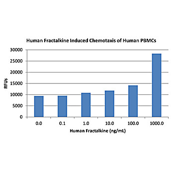 Human Fractalkine (CX3CL1) Recombinant Protein