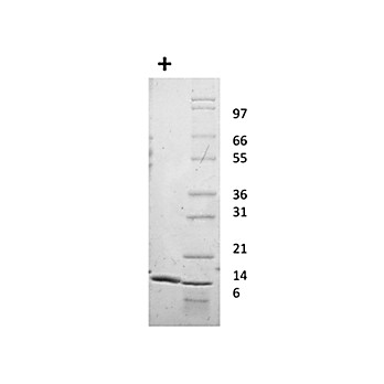 Human Interleukin-22 Recombinant Protein