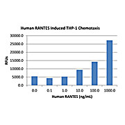 Human RANTES (CCL5) Recombinant Protein