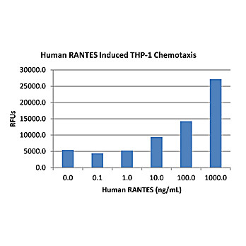 Human RANTES (CCL5) Recombinant Protein