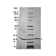 BDNF Human Recombinant Protein