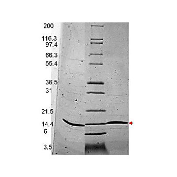 BDNF Human Recombinant Protein