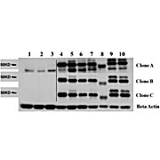 AKT2 Control Peptide