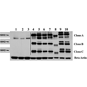 AKT2 Control Peptide