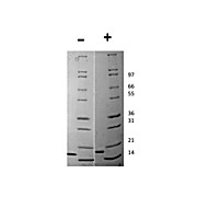 Mouse Flt-3 Ligand Recombinant Protein