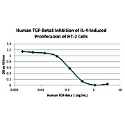 Human Transforming Growth Factor beta 1 Recombinant Protein