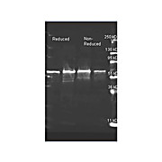 Anti-CHOLINE OXIDASE (Alcaligenes species) (GOAT) Antibody Peroxidase Conjugated